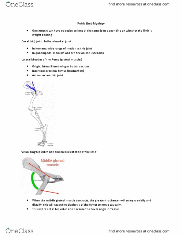 VIBS 305 Lecture Notes - Lecture 8: Stifle Joint, Biceps Femoris Muscle, Gluteal Muscles thumbnail