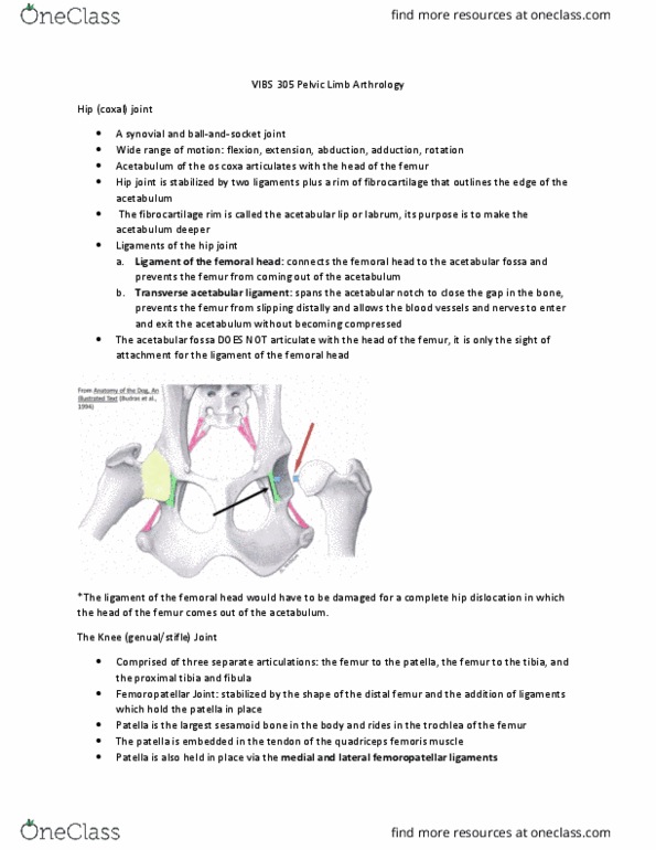 VIBS 305 Lecture Notes - Lecture 8: Acetabular Notch, Quadriceps Femoris Muscle, Patellar Ligament thumbnail