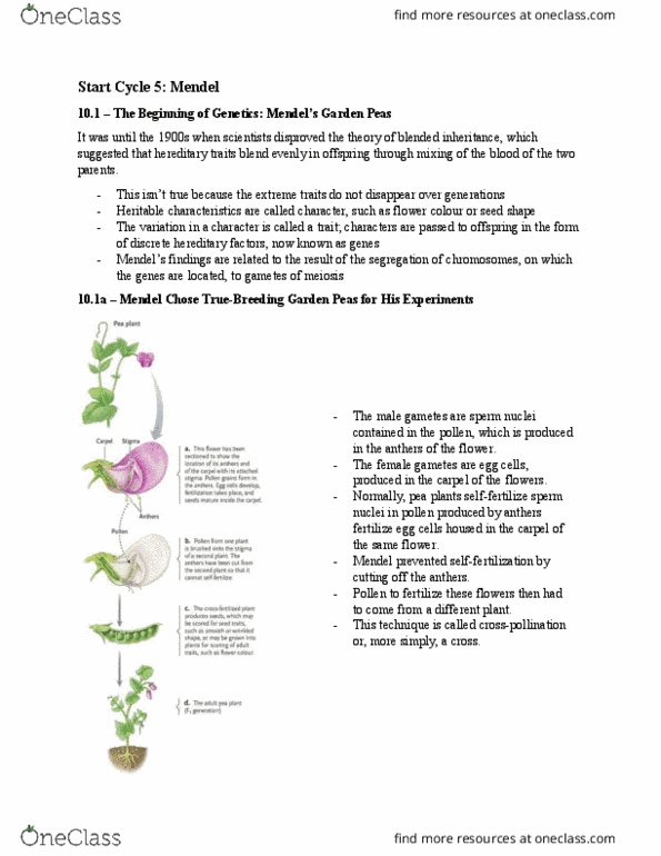 Biology 1001A Chapter Notes - Chapter Cycle 5: Gynoecium, Gamete, Meiosis thumbnail