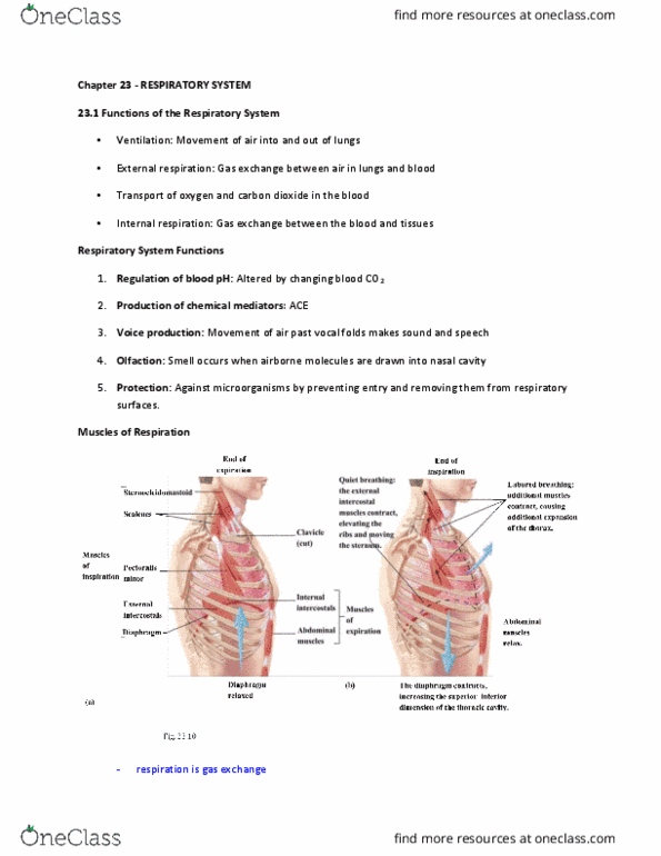 KINESIOL 2YY3 Chapter Notes - Chapter 23: Abdominal Cavity, Pulmonary Pleurae, External Intercostal Muscles thumbnail