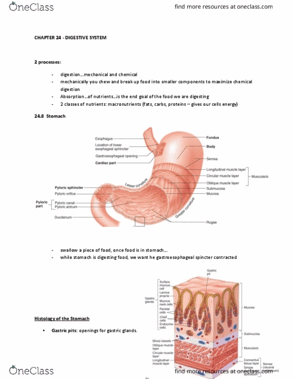 KINESIOL 2YY3 Chapter Notes - Chapter 24: Gastric Pits, Stomach, Gastric Glands thumbnail