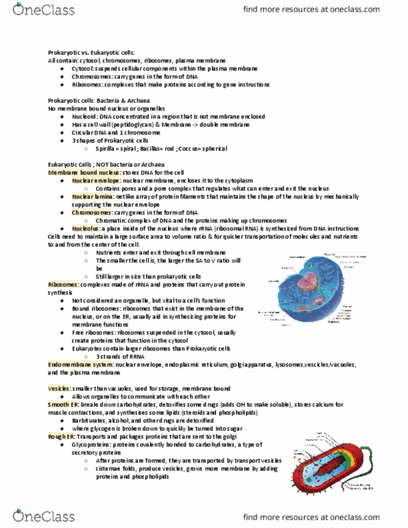 BIOL 111 Chapter Notes - Chapter 6: Nuclear Lamina, Nuclear Membrane, Endoplasmic Reticulum thumbnail