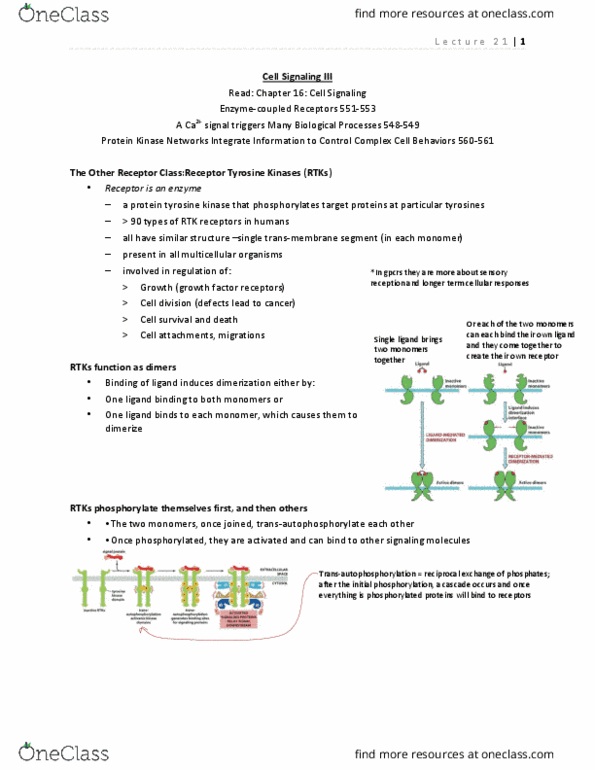 BIOL 2520 Lecture Notes - Lecture 21: Protein Kinase C, Insulin Receptor, Protein Kinase A thumbnail