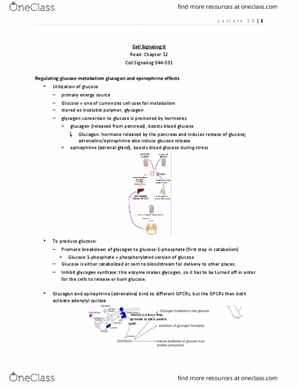 BIOL 2520 Lecture Notes - Lecture 20: Protein Kinase A, Adenylyl Cyclase, Glycogen Synthase thumbnail