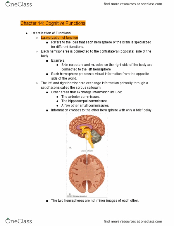 SC213 Lecture Notes - Lecture 14: Optic Chiasm, Commissure, Lateralization Of Brain Function thumbnail