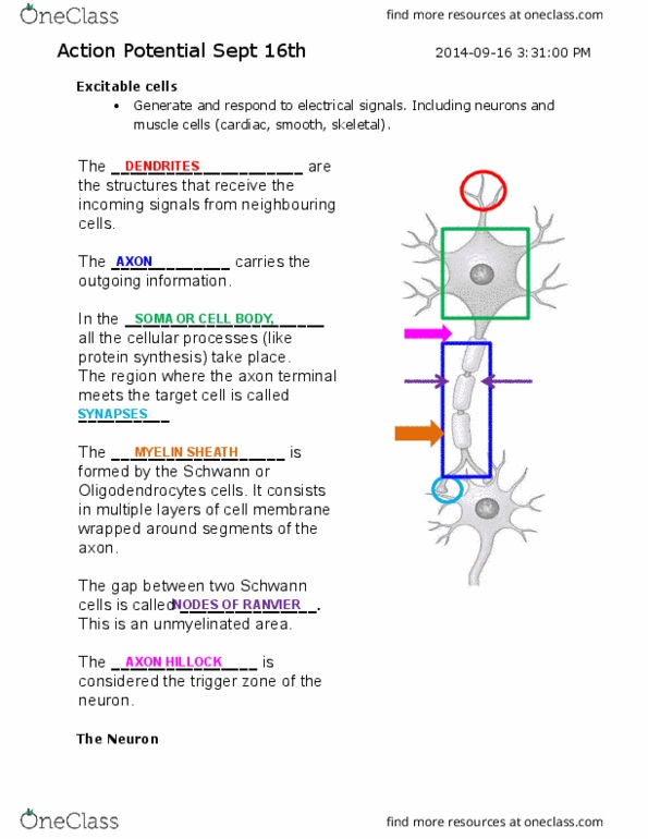 Physiology 1021 Lecture Notes - Lecture 3: Axon Hillock, Schwann Cell, Axon Terminal thumbnail