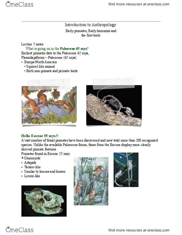 ANTA01H3 Lecture Notes - Lecture 5: List Of Fossil Primates, Paleocene, Oligocene thumbnail