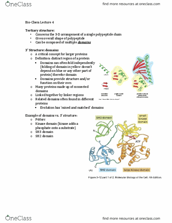 Biochemistry 2280A Lecture Notes - Lecture 4: Coiled Coil, Sh3 Domain, Sh2 Domain thumbnail