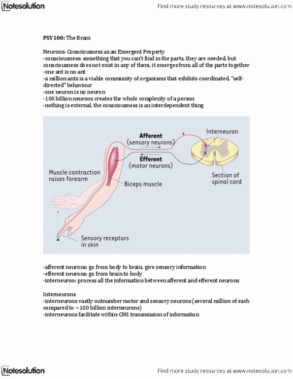 PSY100H1 Lecture Notes - Frontal Lobe, Intellectual Synthesis, Neuroanatomy thumbnail