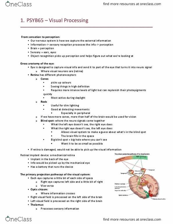 PSYB65H3 Lecture Notes - Lecture 3: Retinal Implant, Optic Chiasm, Lisa Lopes thumbnail
