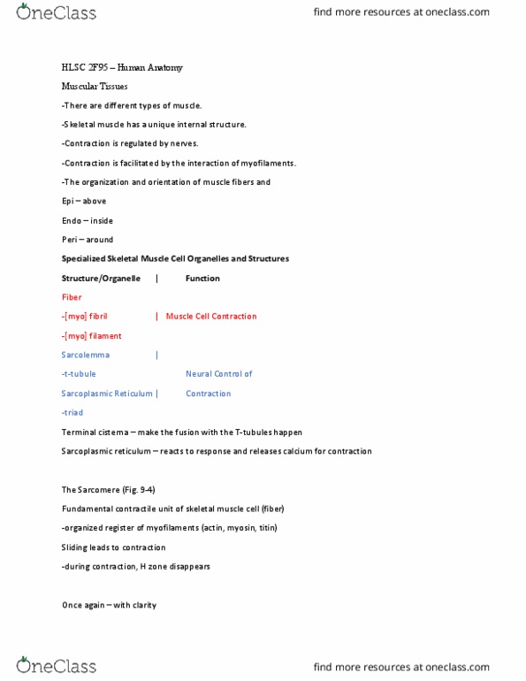 KINE 3P05 Lecture Notes - Lecture 6: Endoplasmic Reticulum, Skeletal Muscle, Myocyte thumbnail