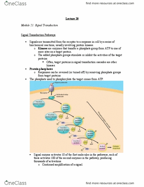 BI110 Lecture Notes - Lecture 20: Protein Kinase, Signal Transduction, Phosphorylation thumbnail