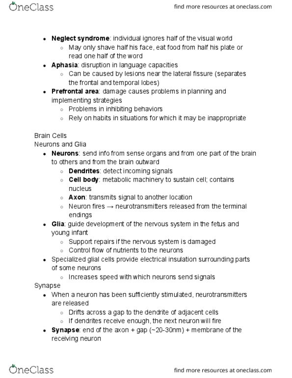 PSYCH 120A Chapter Notes - Chapter 2.4: Lateral Sulcus, Neuroglia, Control Flow thumbnail