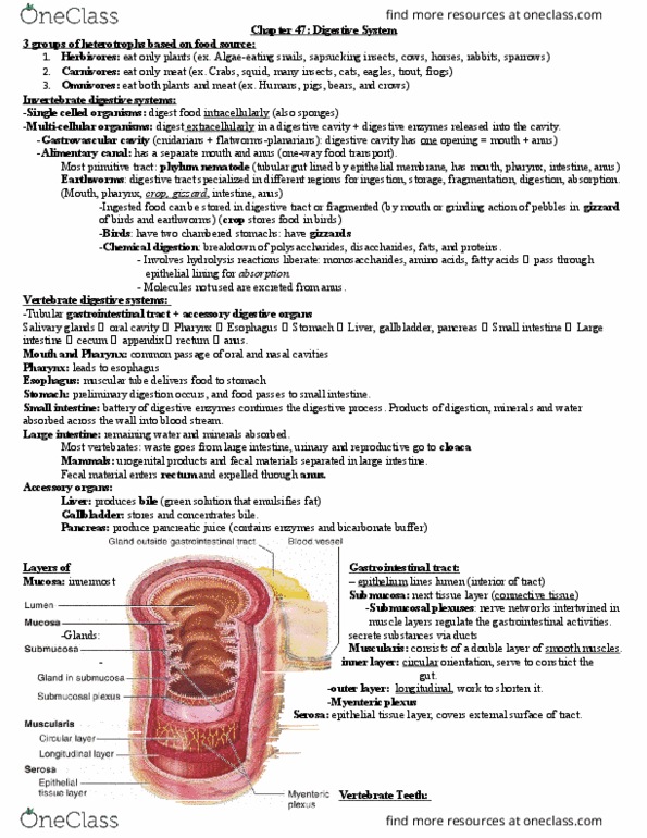 BIOL 2312 Lecture Notes - Lecture 47: Salivary Gland, Gastric Acid, Common Bile Duct thumbnail