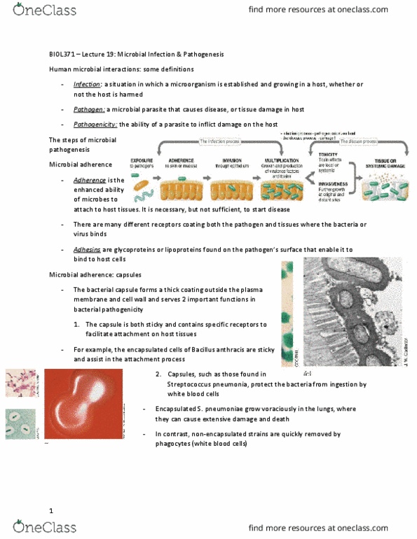 BIOL 371 Lecture Notes - Lecture 19: Microbial Toxin, Tetanus, Red Blood Cell thumbnail