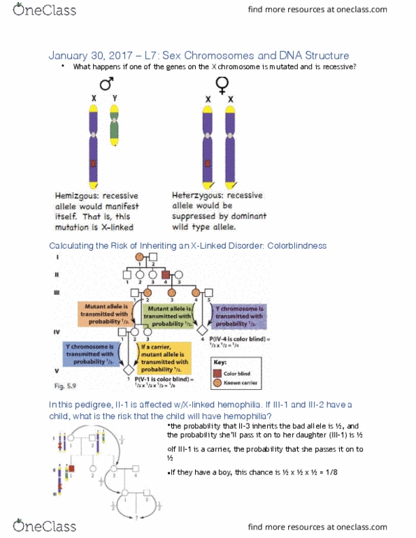 BIOL 1090 Lecture Notes - Lecture 7: Pseudoautosomal Region, Y Chromosome, Chromosome thumbnail