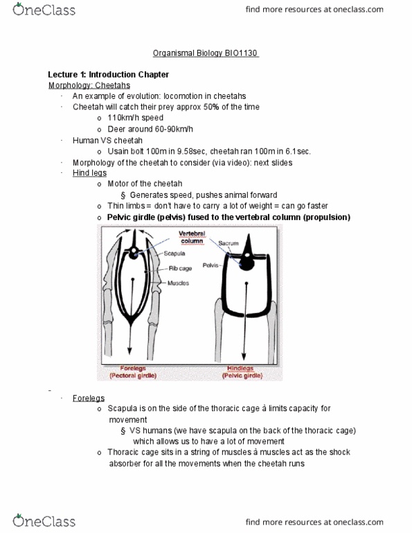 BIO 1130 Lecture Notes - Lecture 1: Quadrupedalism, Tetrapod, Shoulder Girdle thumbnail