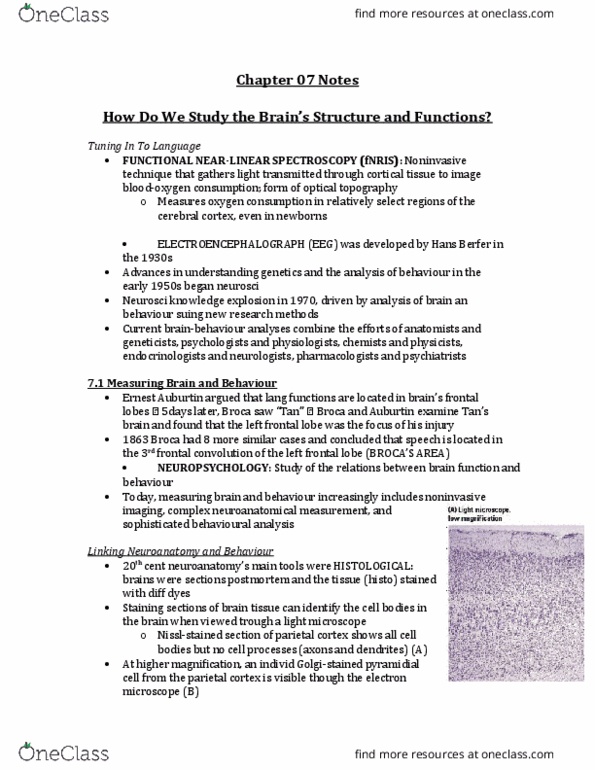 PSYB65H3 Chapter Notes - Chapter 7: Neuroglia, Substantia Nigra, Frontal Lobe thumbnail