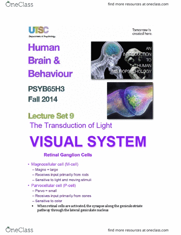 PSYB65H3 Lecture Notes - Lecture 9: Parietal Lobe, Achromatopsia, Scotoma thumbnail