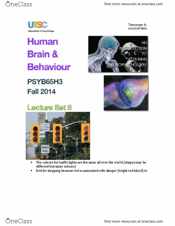 PSYB65H3 Lecture Notes - Lecture 8: Parietal Lobe, Temporal Lobe, Visual Cortex thumbnail