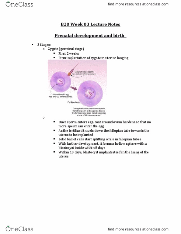 PSYB20H3 Lecture Notes - Lecture 3: Doula, Cerebral Palsy, Sacrococcygeal Teratoma thumbnail