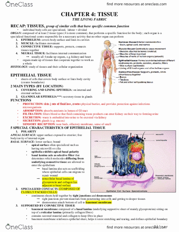 BLG 10A/B Lecture Notes - Lecture 4: Circulatory System, Macrophage, Elastin thumbnail