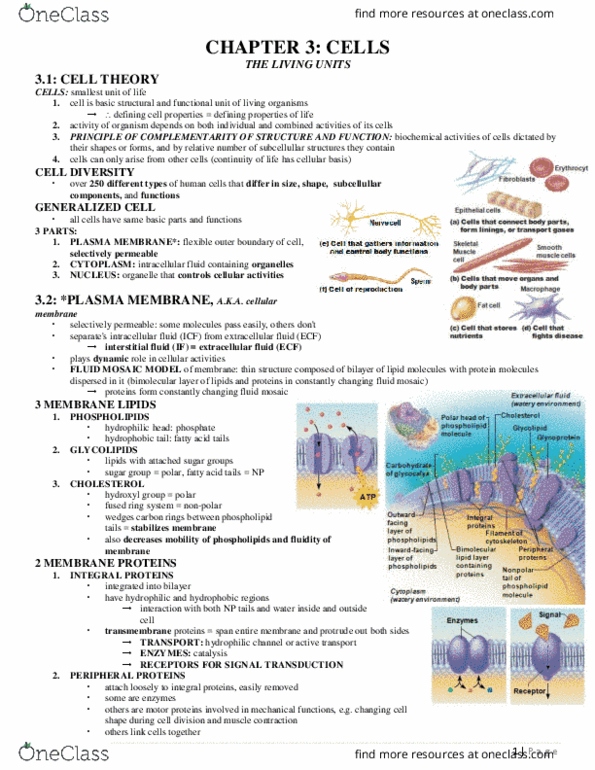BLG 10A/B Lecture Notes - Lecture 3: Cellular Respiration, Skeletal Muscle, Thymine thumbnail