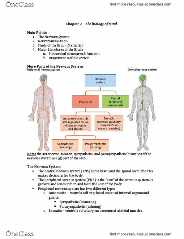 PSY 1101 Lecture Notes - Lecture 3: Lesion, Parietal Lobe, Occipital Lobe thumbnail