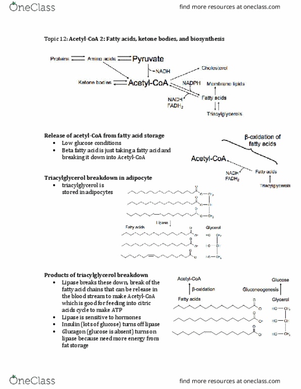 Biochemistry 2280A Lecture Notes - Lecture 12: Intermembrane Space, Cytosol, Glycogen thumbnail
