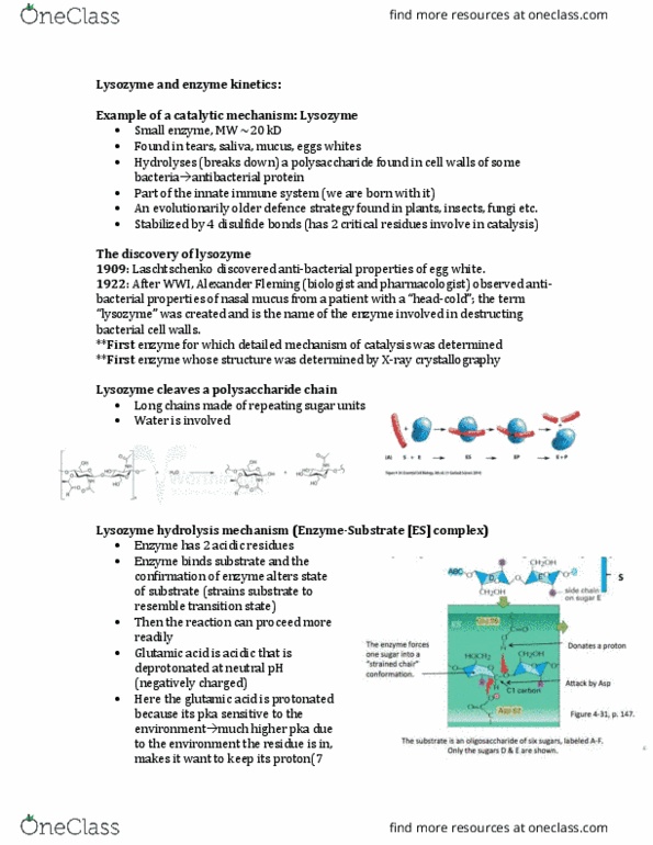 Biochemistry 2280A Chapter Notes - Chapter Lysozyme and enzyme kinetics: Activation Energy, Outline Of Academic Disciplines, Competitive Inhibition thumbnail