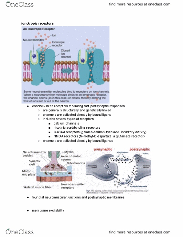 BPS 3102 Lecture Notes - Lecture 9: Growth Factor, Curare, Amiodarone thumbnail