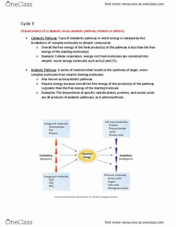 Biology 1002B Lecture Notes - Lecture 3: Chemiosmosis, Chloroplast, Chlorophyll thumbnail