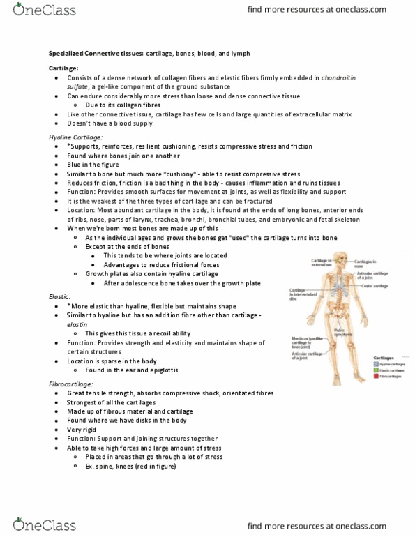 Health Sciences 2300A/B Lecture Notes - Lecture 1: Calcium Phosphate, Extracellular Fluid, Central Canal thumbnail