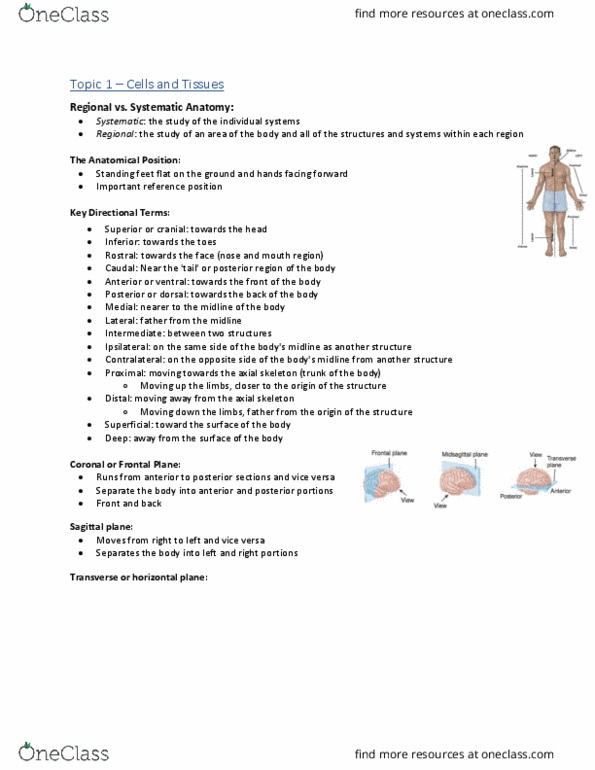 Health Sciences 2300A/B Lecture Notes - Lecture 1: Osmosis, Pelvic Cavity, Bronchiole thumbnail