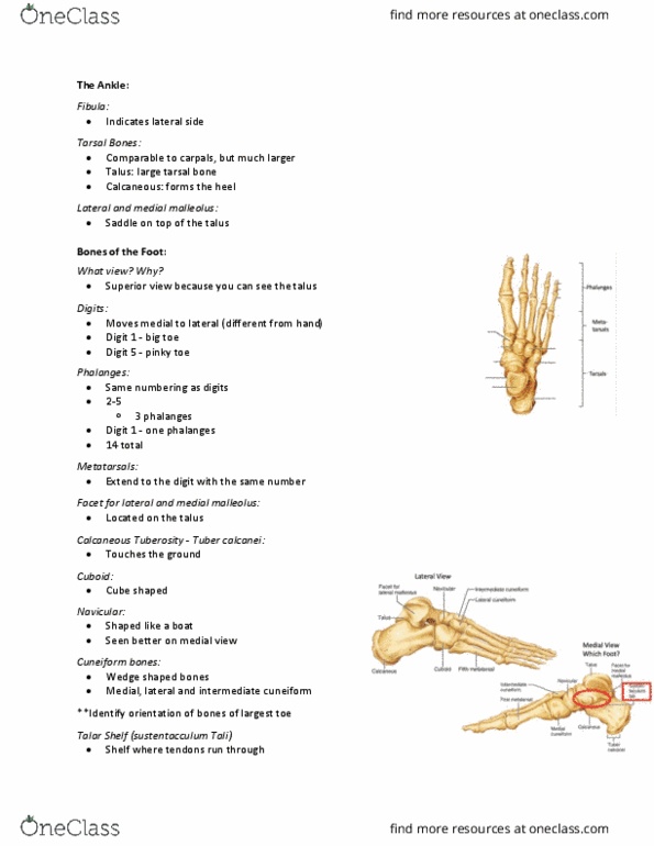 Health Sciences 2300A/B Lecture Notes - Lecture 3: Cuneiform Bones, Malleolus, Phalanx Bone thumbnail