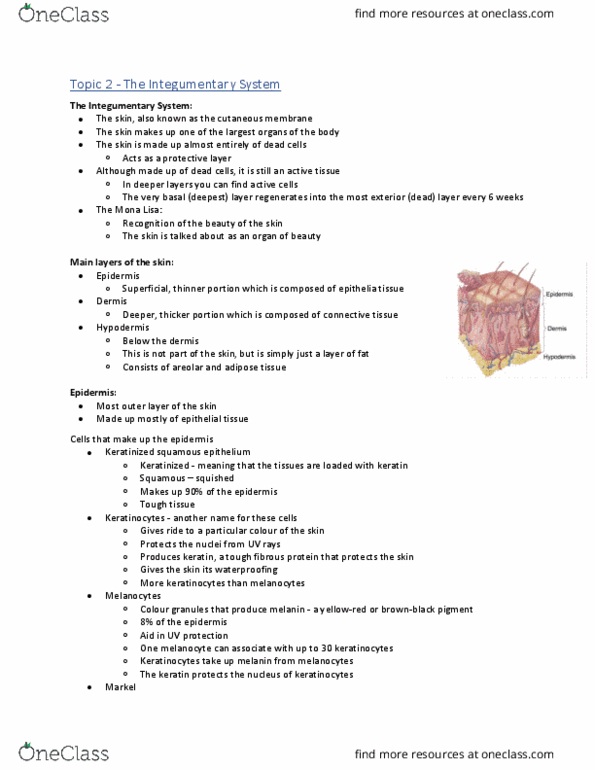 Health Sciences 2300A/B Lecture Notes - Lecture 2: Stretch Marks, Bone Marrow, Elastin thumbnail