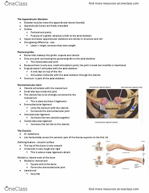 Health Sciences 2300A/B Lecture Notes - Lecture 3: Deltoid Tuberosity, Key Type Stamp, Radial Notch thumbnail