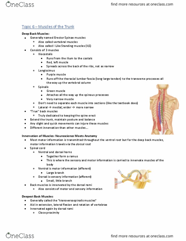 Health Sciences 2300A/B Lecture Notes - Lecture 6: Internal Intercostal Muscles, Abdomen, External Intercostal Muscles thumbnail