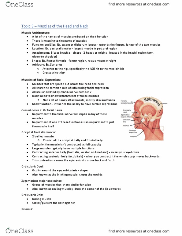 Health Sciences 2300A/B Lecture Notes - Lecture 5: Zygomatic Arch, Platysma Muscle, Brainstem thumbnail