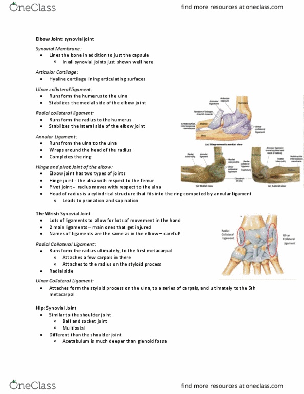 Health Sciences 2300A/B Lecture Notes - Lecture 4: Ulnar Collateral Ligament Of Elbow Joint, Annular Ligament Of Radius, Synovial Joint thumbnail