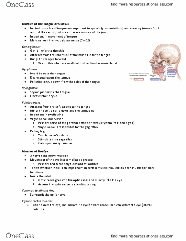 Health Sciences 2300A/B Lecture Notes - Lecture 5: Suprahyoid Muscles, Middle Ear, Vocal Folds thumbnail