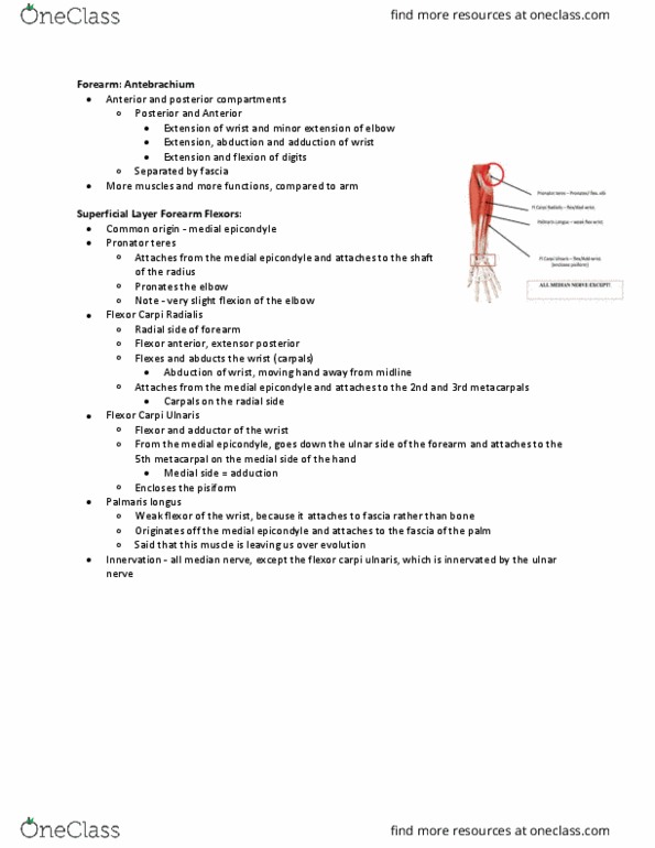Health Sciences 2300A/B Lecture Notes - Lecture 7: Interossei, Palmar Interossei Muscles, Carpal Tunnel thumbnail