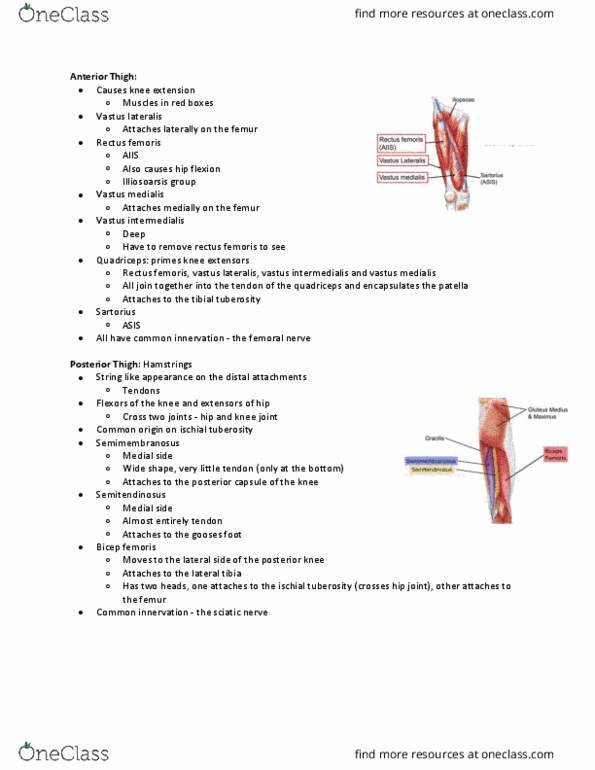 Health Sciences 2300A/B Lecture Notes - Lecture 8: Ankle, Toe, Tibialis Anterior Muscle thumbnail