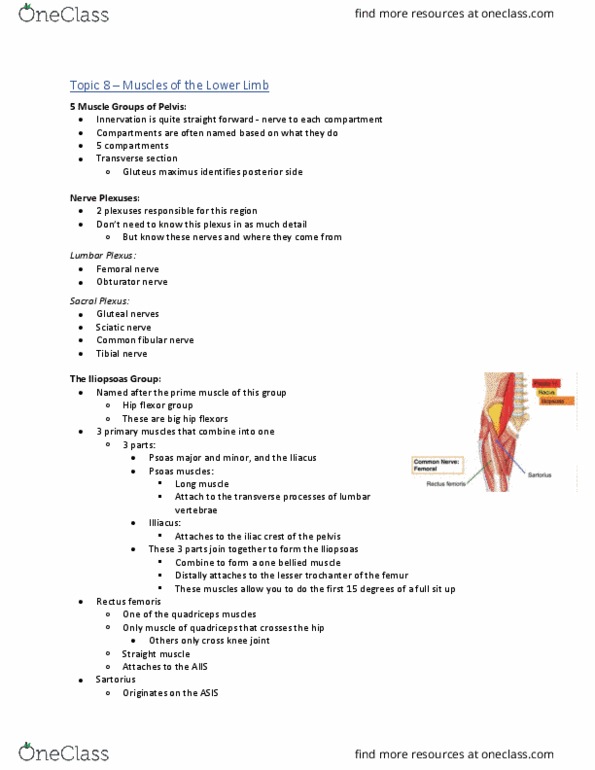 Health Sciences 2300A/B Lecture Notes - Lecture 8: Pubic Tubercle, Tensor Fasciae Latae Muscle, External Obturator Muscle thumbnail