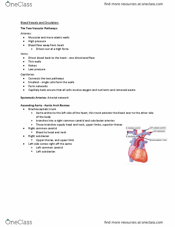 Health Sciences 2300A/B Lecture Notes - Lecture 9: Coronary Sinus, Inguinal Ligament, Hip thumbnail