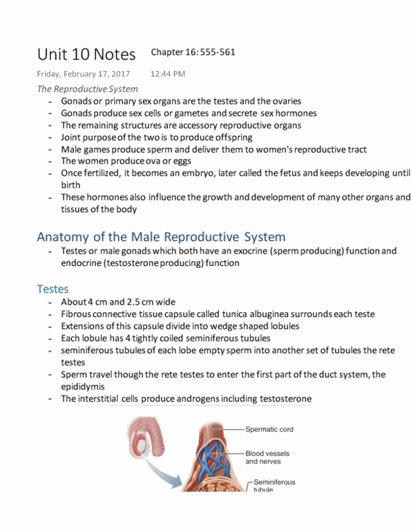 BIOM 2000 Chapter 16: The Reproductive System: Unit 10 Notes (Online Class) thumbnail