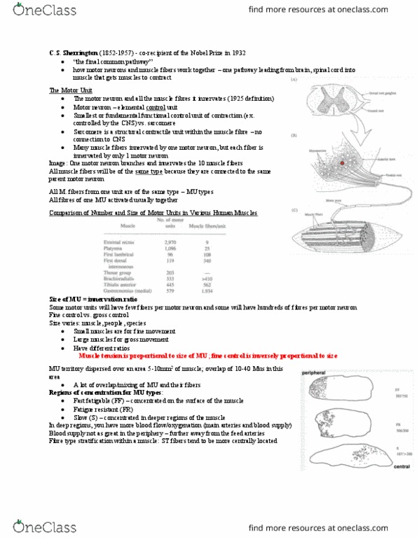 Kinesiology 4430F/G Lecture Notes - Lecture 3: Neural Coding, Delayed Onset Muscle Soreness, Electromyography thumbnail