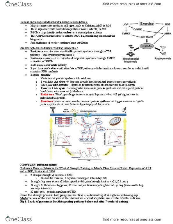 Kinesiology 4430F/G Lecture Notes - Lecture 5: Myofibril, Oxidative Phosphorylation, P38 Mitogen-Activated Protein Kinases thumbnail