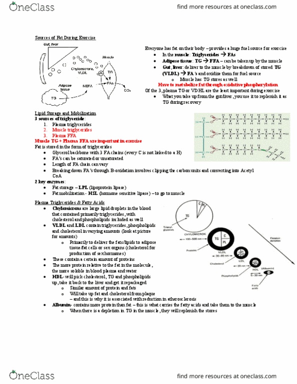 Kinesiology 4430F/G Lecture Notes - Lecture 9: Lipolysis, Mitochondrial Matrix, Diabetes Mellitus Type 2 thumbnail