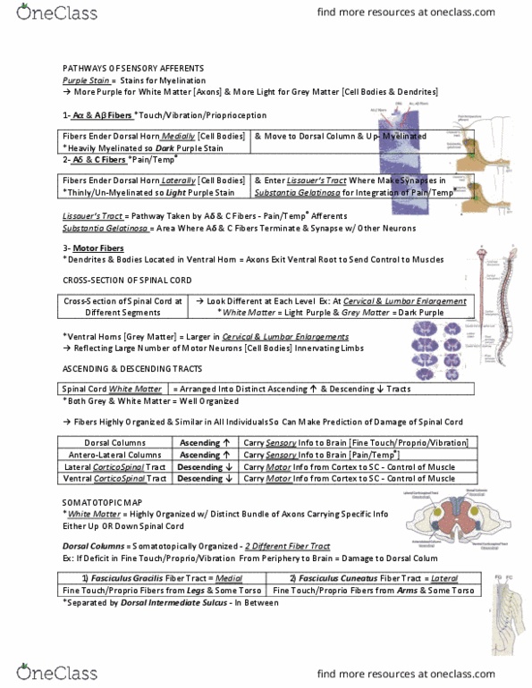 ANAT 321 Lecture Notes - Lecture 4: Peristalsis, Agonist, Ibm 7030 Stretch thumbnail